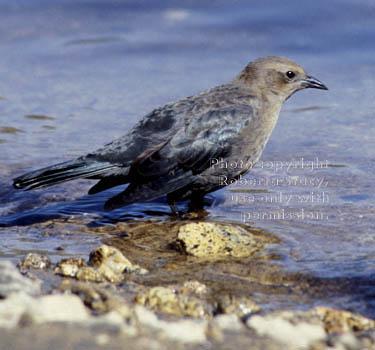 Brewer's blackbird