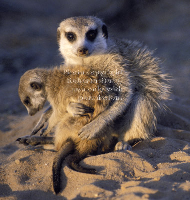 meerkat holding baby (kit, pup)